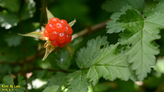 Rubus crataegifolius