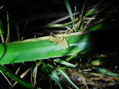 Dendropsophus sanborni