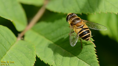 Eristalis kyokoae