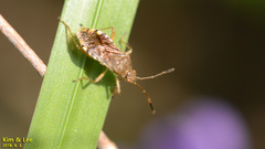 Rhopalus sapporensis