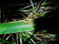 Dendropsophus sanborni