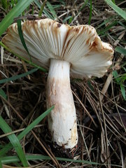 Russula sororia