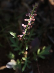 Lepidium africanum divaricatum