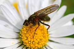 Scathophaga stercoraria