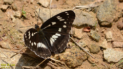 Limenitis helmanni