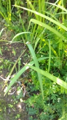 Pantherodes leonaria