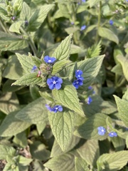 Pentaglottis sempervirens