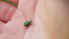 Gastrophysa viridula
