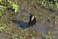 Papilio dehaanii