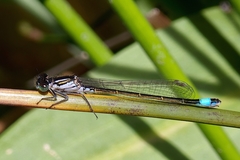 Ischnura graellsii
