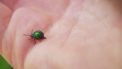 Gastrophysa viridula