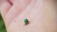 Gastrophysa viridula