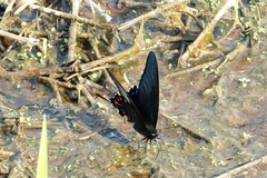 Papilio dehaanii