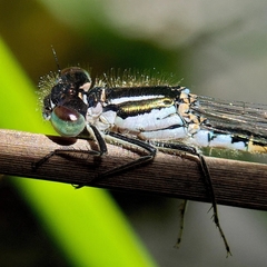 Ischnura graellsii
