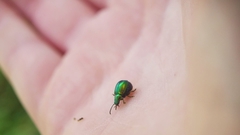 Gastrophysa viridula