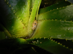 Scinax squalirostris