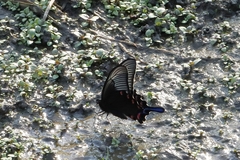 Papilio dehaanii