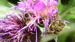 Lasiotrichius succinctus