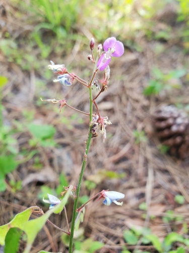 Desmodium paniculatum image
