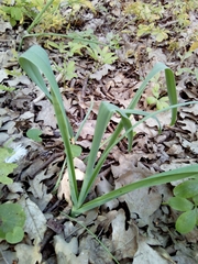 Ornithogalum arcuatum