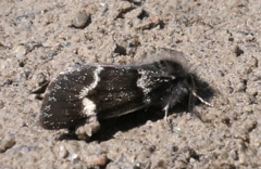 Leucobrephos brephoides