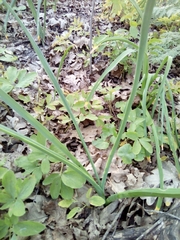 Ornithogalum arcuatum