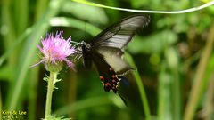 Papilio dehaanii