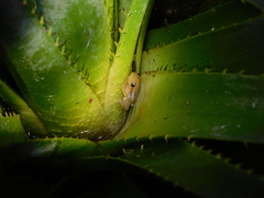 Scinax squalirostris