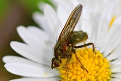 Scathophaga stercoraria