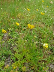 Ranunculus paludosus