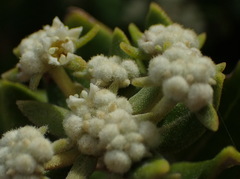 Phylica buxifolia