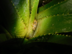 Scinax squalirostris