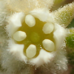 Phylica buxifolia