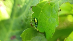 Gastrophysa viridula