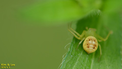 Diaea subdola