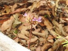 Ruellieae