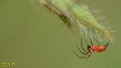 Argyrodes flavescens