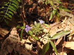 Ruellieae