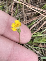 Asteraceae