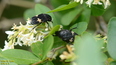 Glycyphana fulvistemma