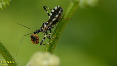 Sphedanolestes impressicollis