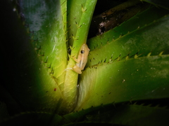 Scinax squalirostris