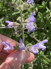 Salvia viridis