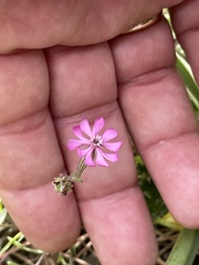 Silene