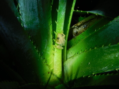 Scinax squalirostris