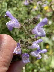 Salvia viridis