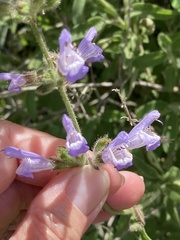 Salvia viridis