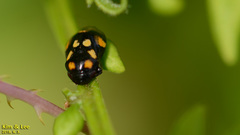 Penthimia dorsimaculata