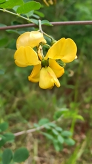 Colutea
