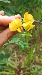 Colutea